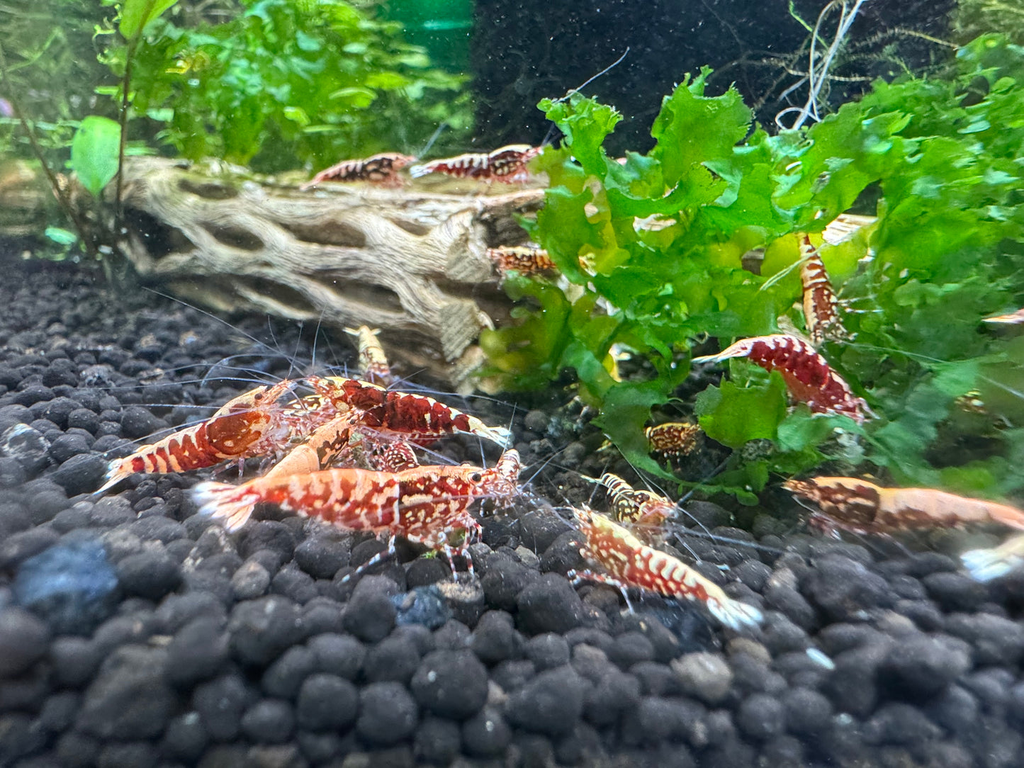 Red Galaxy Fishbone Pinto Caridina Shrimp group on black substrate