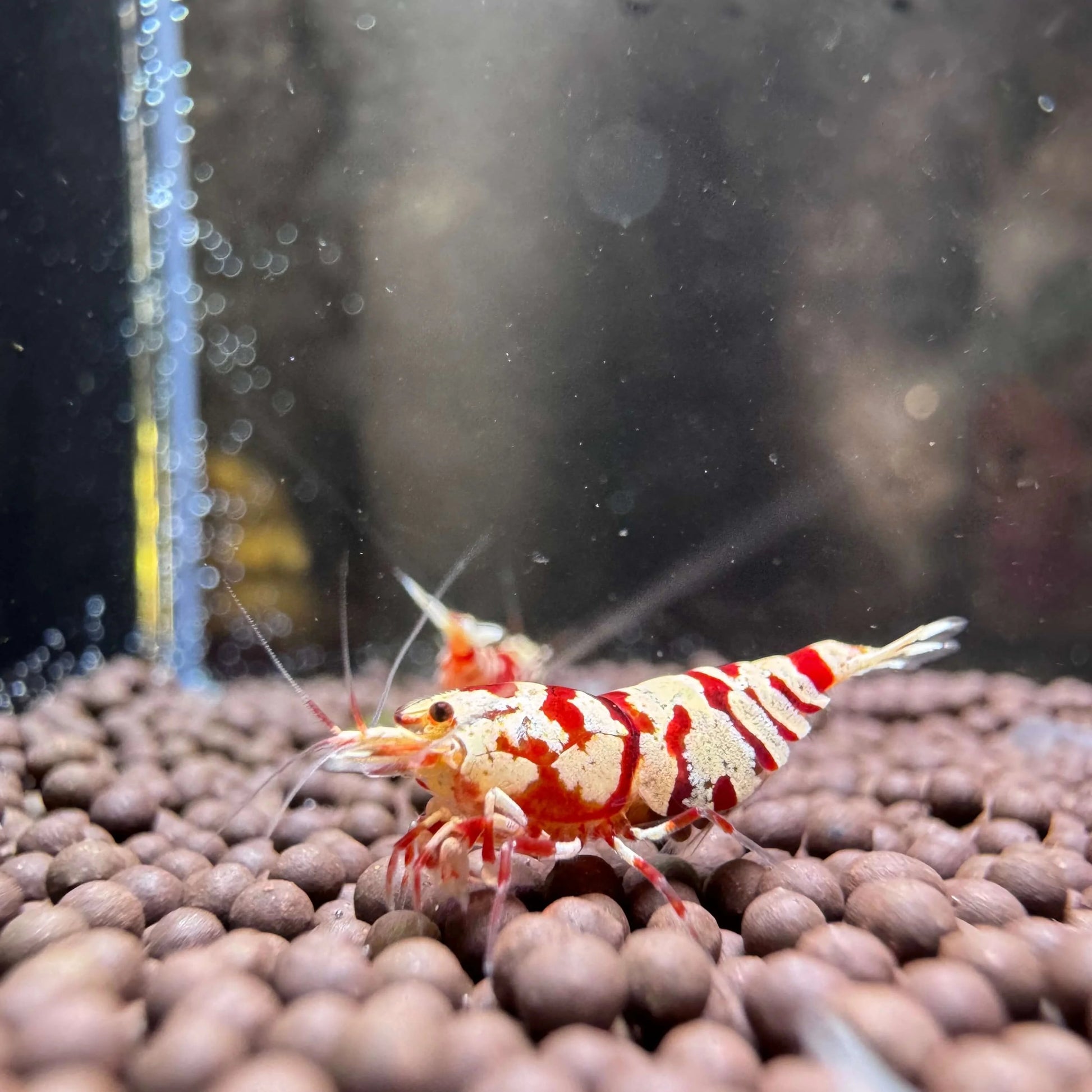 Red fancy tiger mid grade