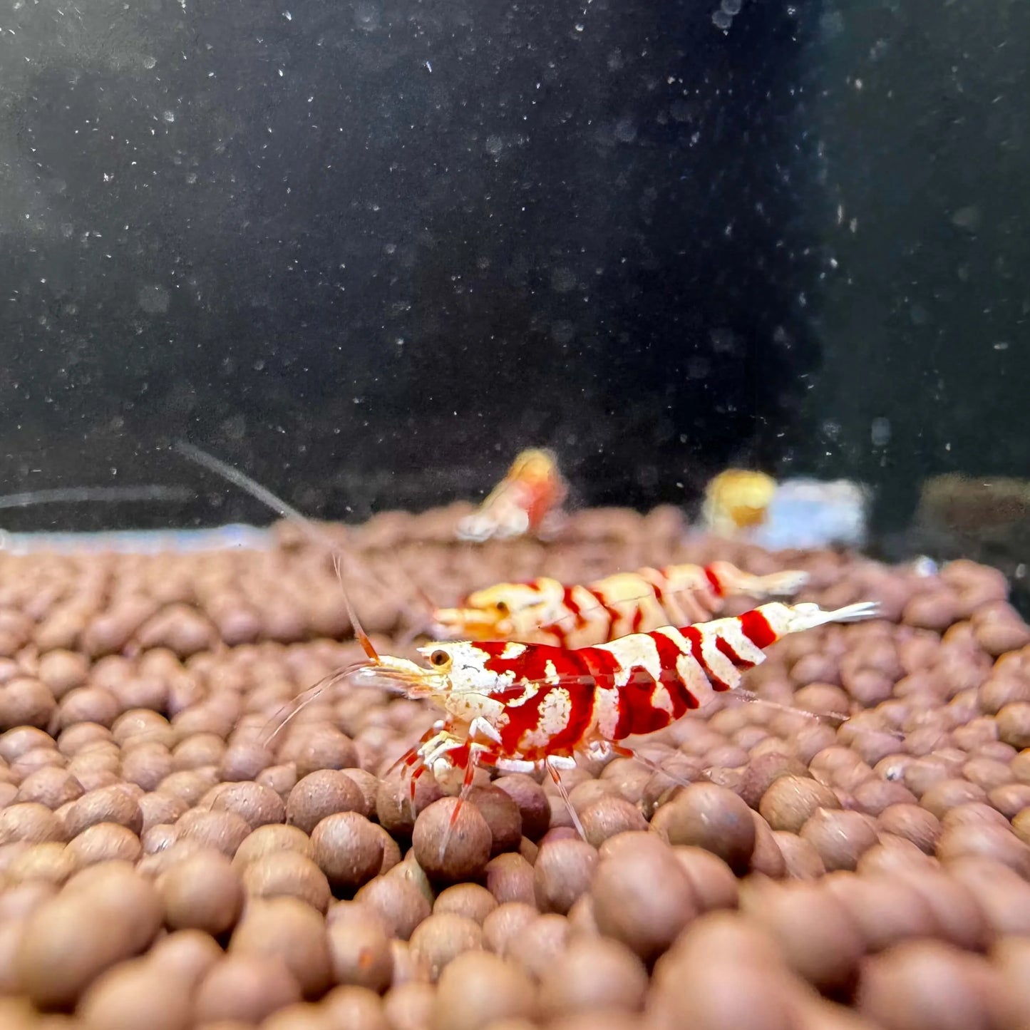 Red fancy tiger mid grade