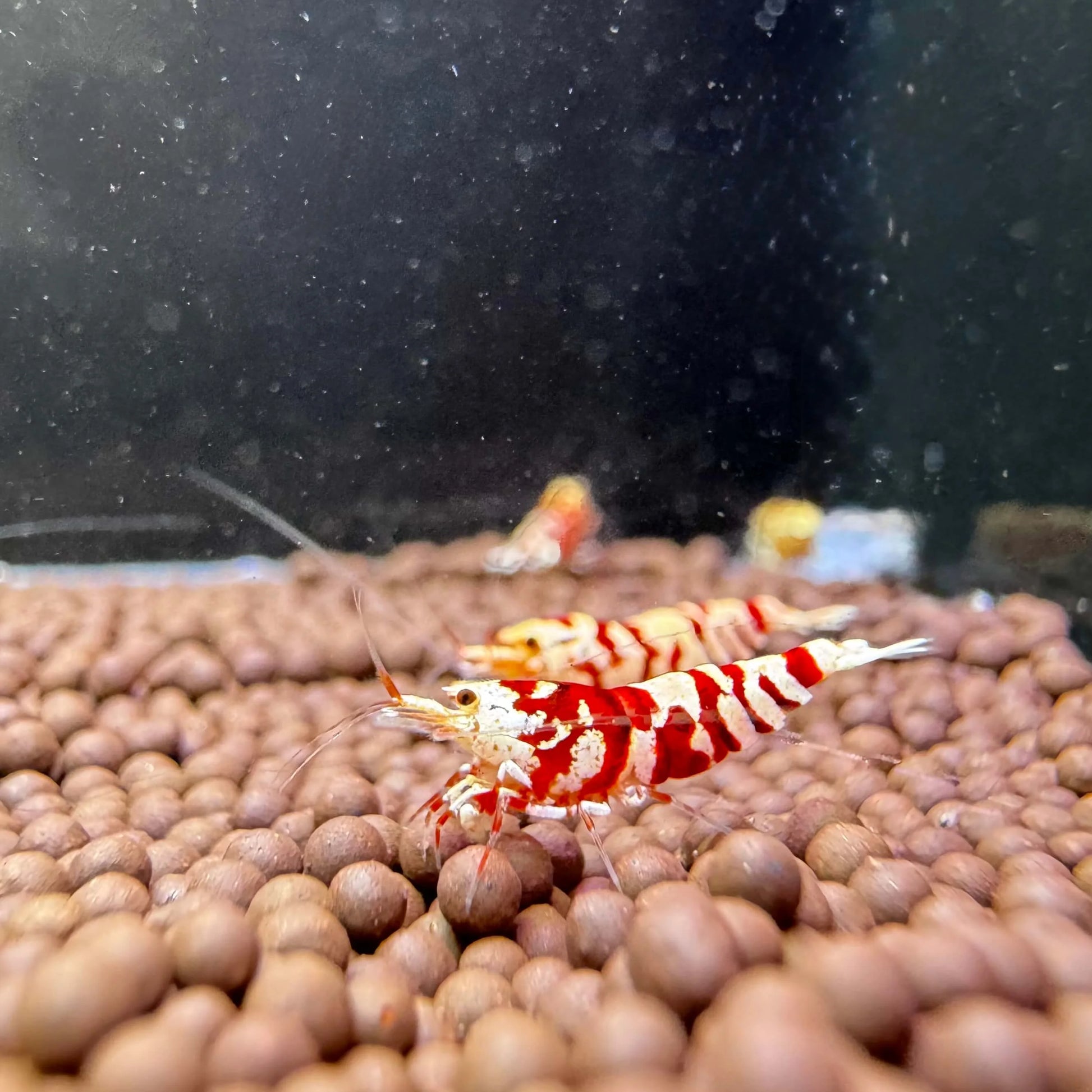 Red fancy tiger mid grade