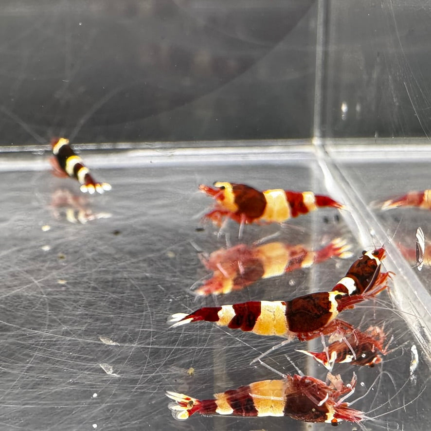Wine Red red king kong Freshwater Caridina shrimp