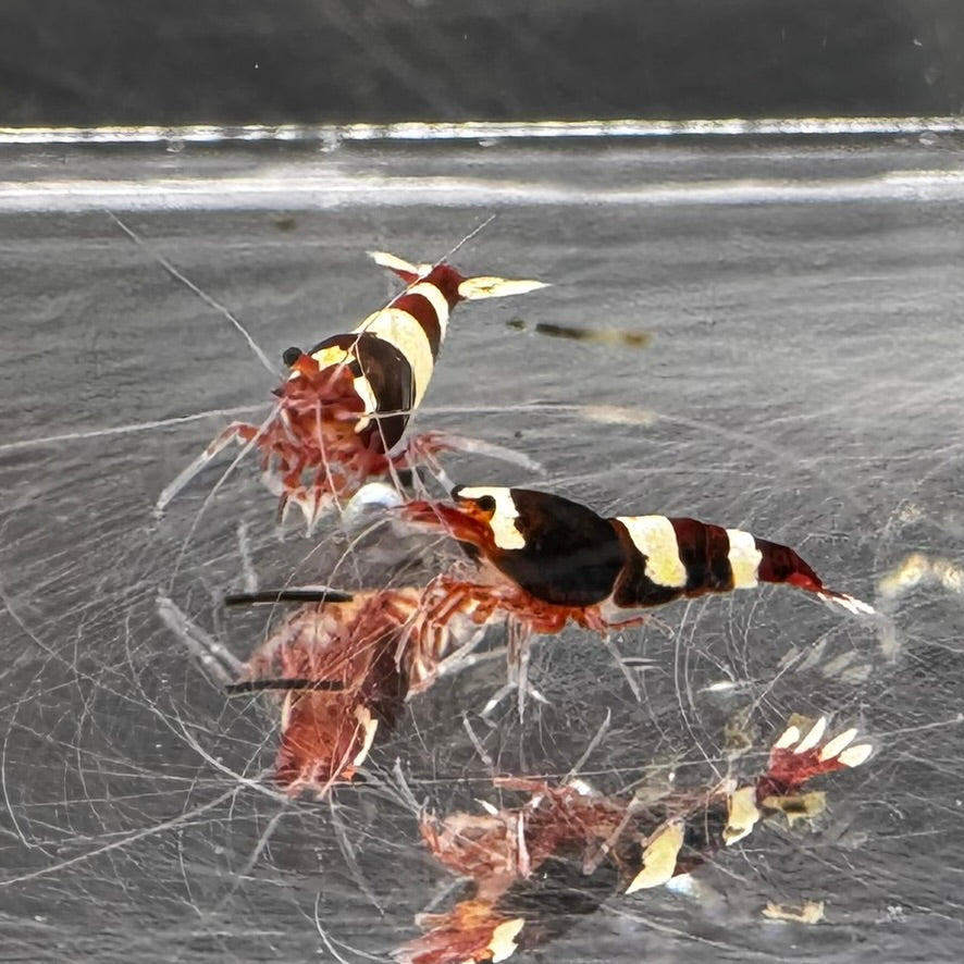 Wine Red red king kong Freshwater Caridina shrimp pair