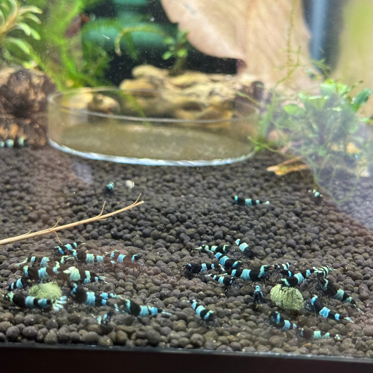 blue shadow panda tank feeding