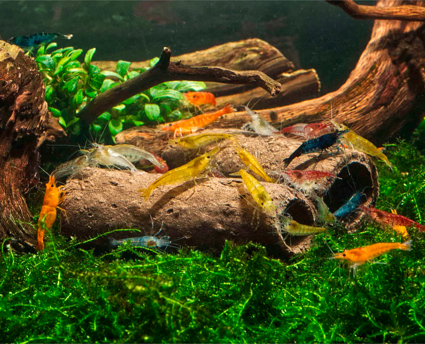glasgarten crispy caves for shrimp