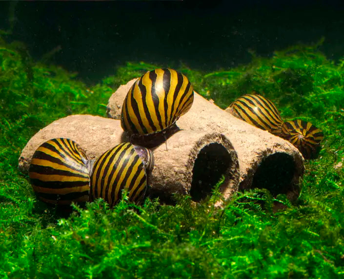 glasgarten crispy caves for snails