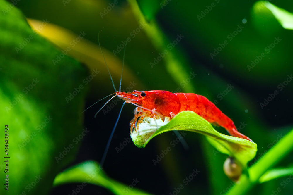 Neocaridina vs Caridina shrimp: the differences you need to know