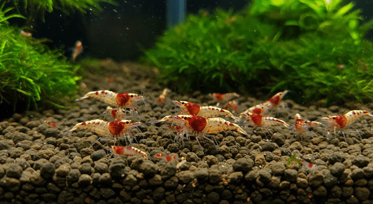 Caridina Shrimp Breeding