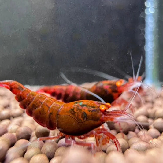 Orange Eye Red Devil Shrimp eating on Cholla wood