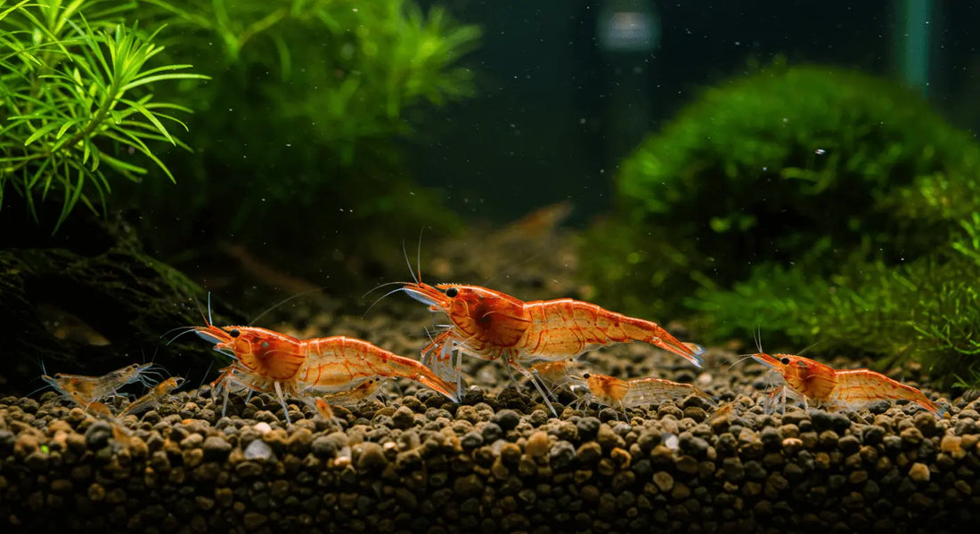 How to Breed Freshwater Shrimp Successfully: A Step-by-Step Guide