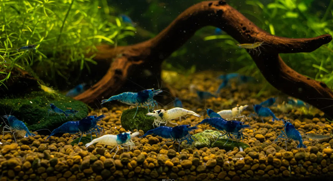 Top 5 Aquarium Supplies Every Shrimp Keeper Needs