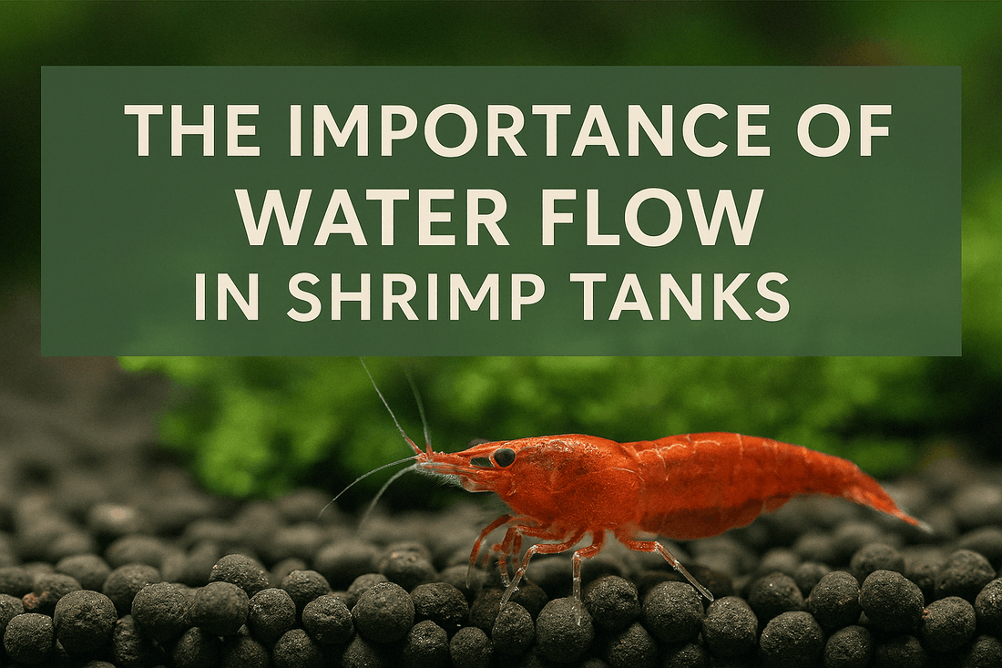 The Importance of Water Flow in Shrimp Tanks