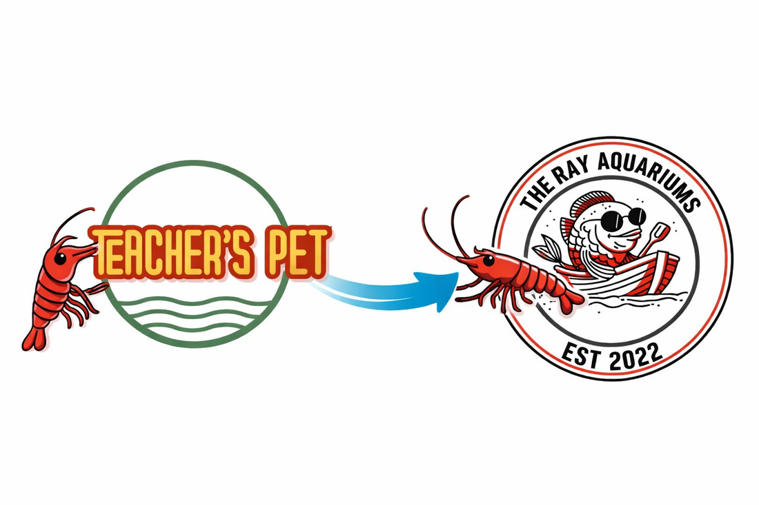 A New Chapter for Teacher’s Pet: Focusing on High-Quality Caridina Shrimp