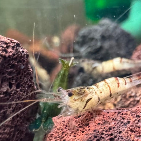 Snow Zebra Sulawesi in Neocaridina Parameters