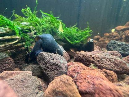 Dwarf Black Rabbit Snail (Tylomelania sp.)