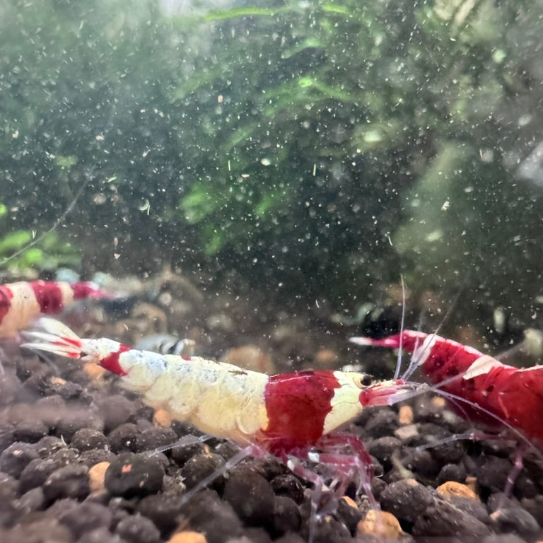 10+1 Taiwan Bee Random Pattern Mix (King Kong Shrimp)