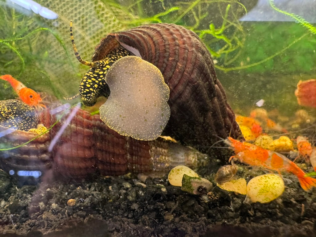 Yellow Flake Rabbit Snail (Tylomelania sp)