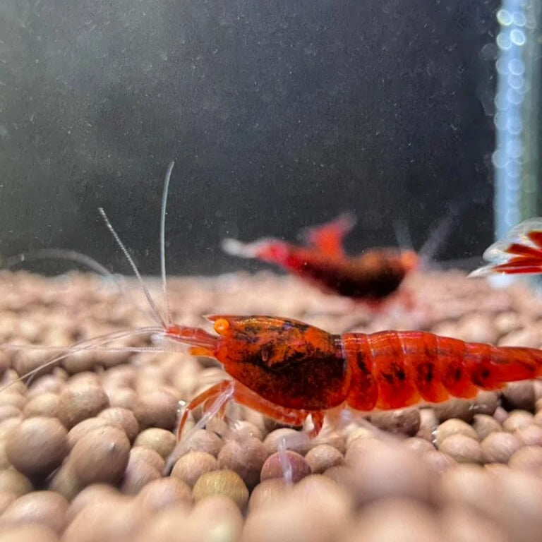 Cropped oe red devil caridia shrimp