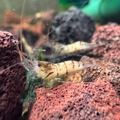 Snow Zebra Sulawesi in Neocaridina Parameters