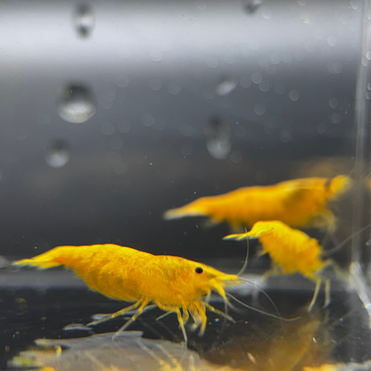 Yellow Gold Dust Neocaridina Freshwater shrimp trio