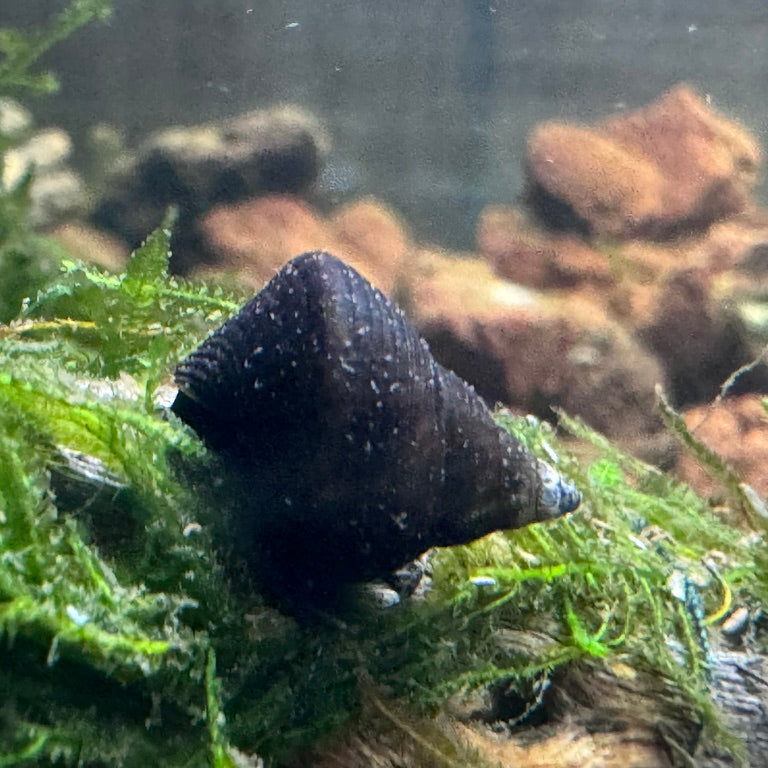 Triangle Shell Fish Triangle Rabbit Snail (Tylomelania sinobartfeldi) – Teacher's Pet