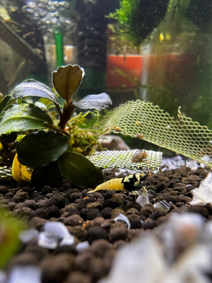 German Black Spotted Pinto Shrimp