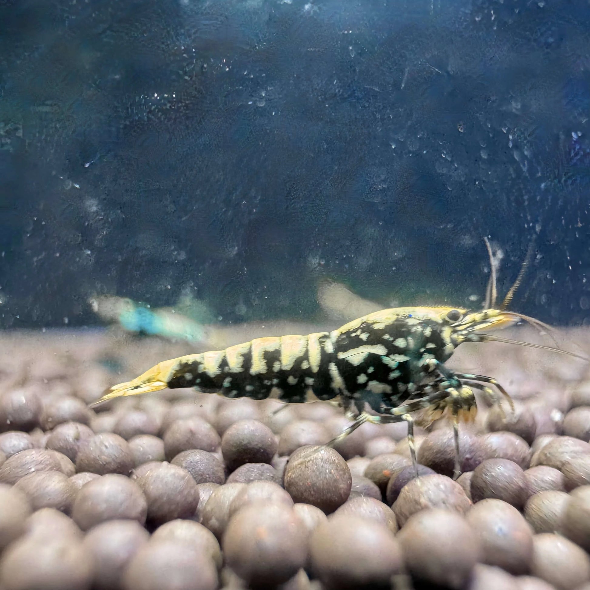 Close-up of Black Galaxy Fishbone Caridina—premium freshwater ornamental shrimp