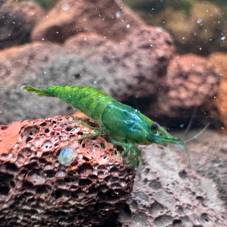 Green Jelly Neocaridina Shrimp