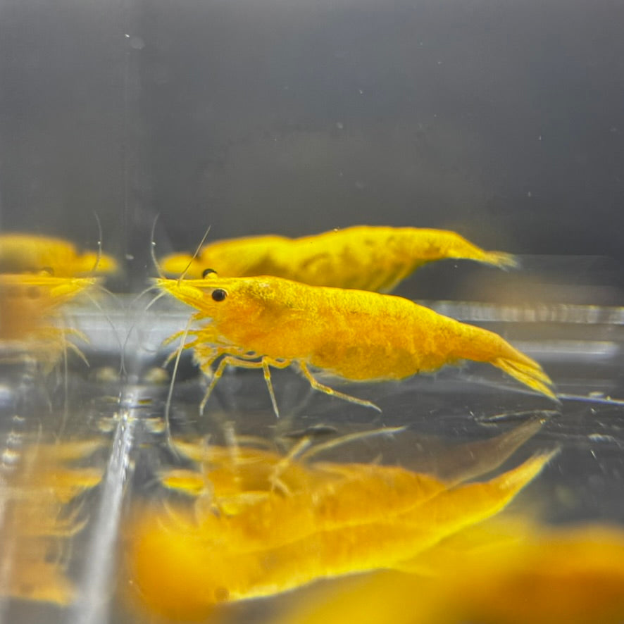 Yellow Gold Dust Neocaridina Freshwater shrimp