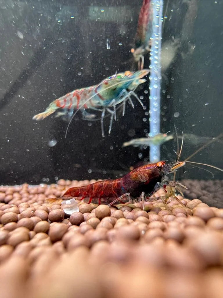 Orange Eye Red Tiger Blue Body Caridina Shrimp