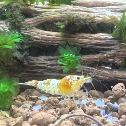 Crystal yellow shrimp eating snow food