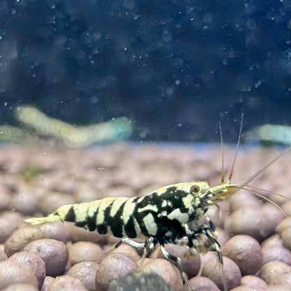 Black Galaxy Fishbone Caridina shrimp with deep black body and white galaxy pattern