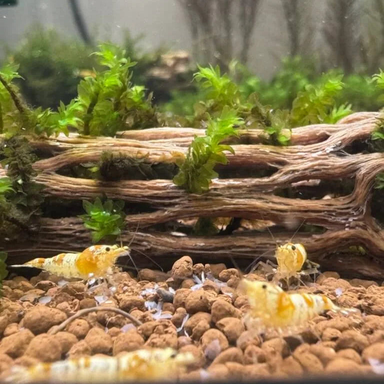 Group of crystal yellow shrimp with cholla wood
