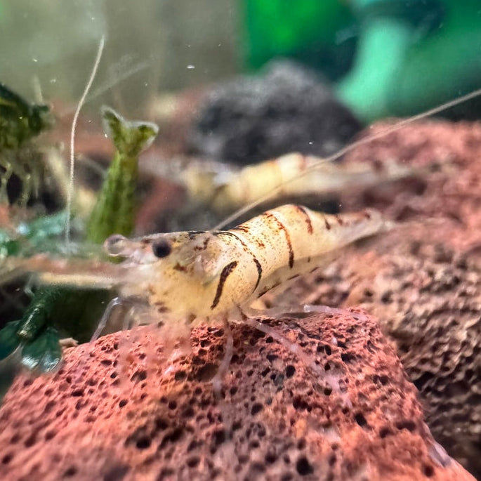 Snow Zebra Sulawesi in Neocaridina Parameters