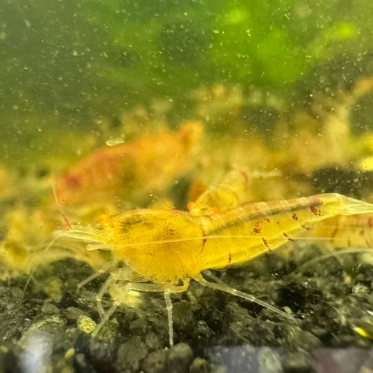 orange eye tiger culls