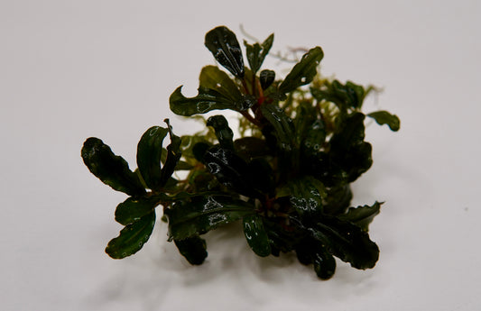 Bucephalandra sp. Centipede rhizome