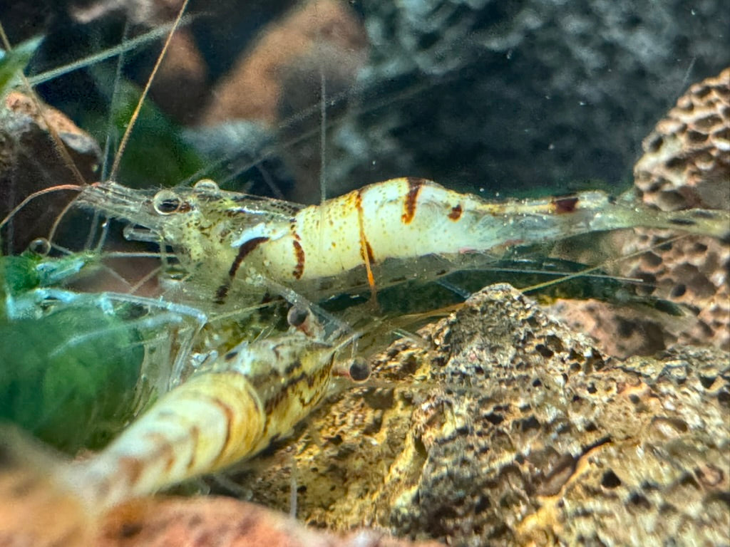 Snow Zebra Sulawesi in Neocaridina Parameters