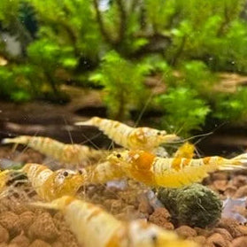 Crystal Yellow shrimp in an aquarium with green plants and gravel.