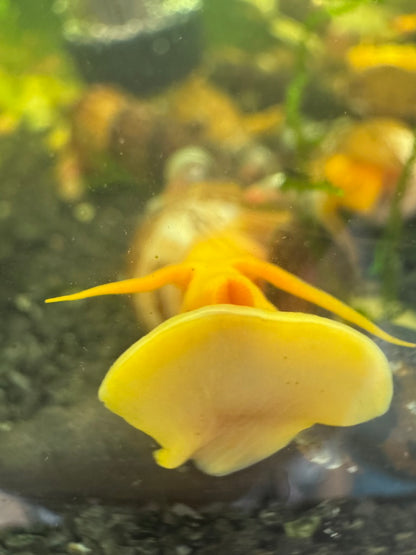 Orange Poso Rabbit Snail (Tylomelania gemmifera)