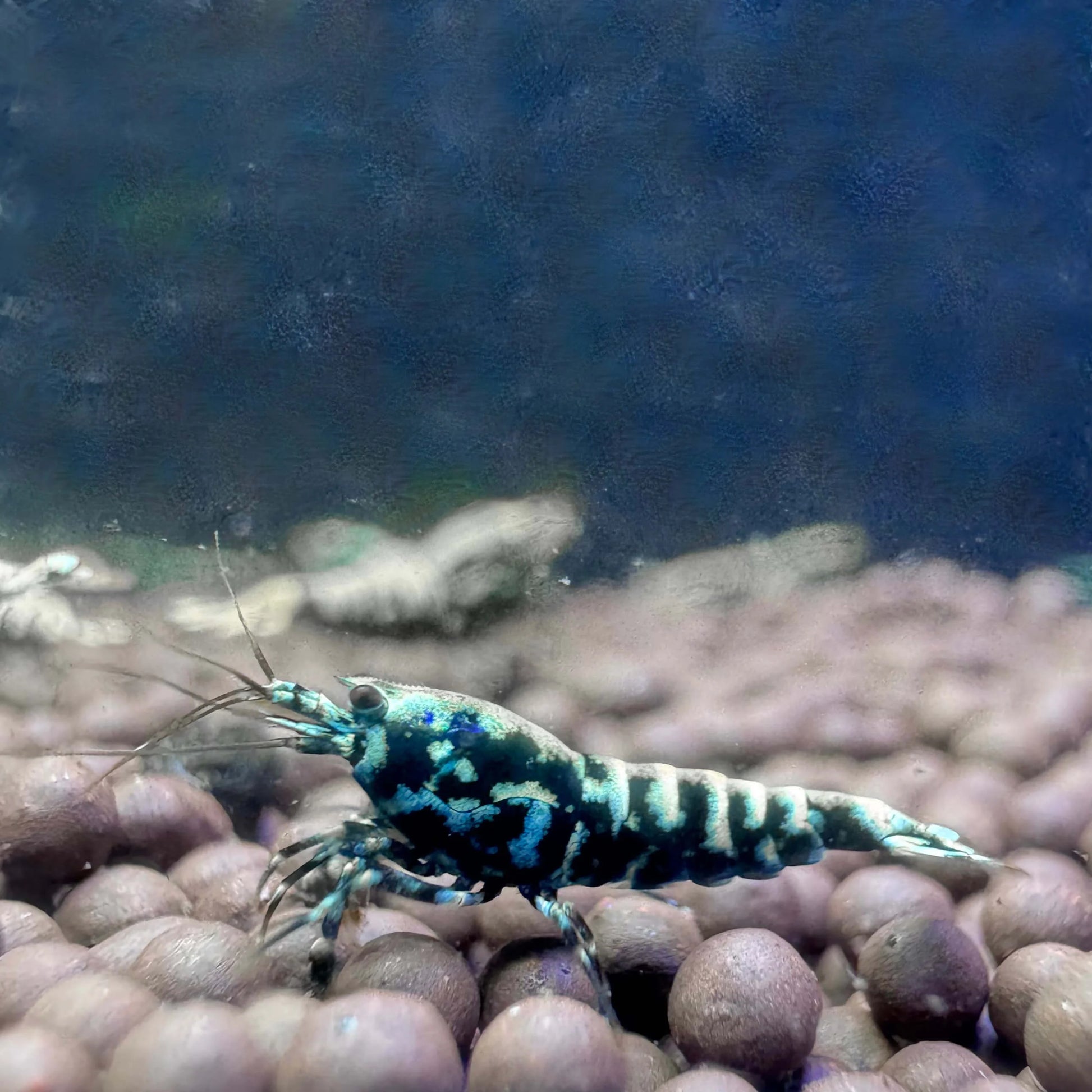 black galaxy fishbone caridina freshwater shrimp