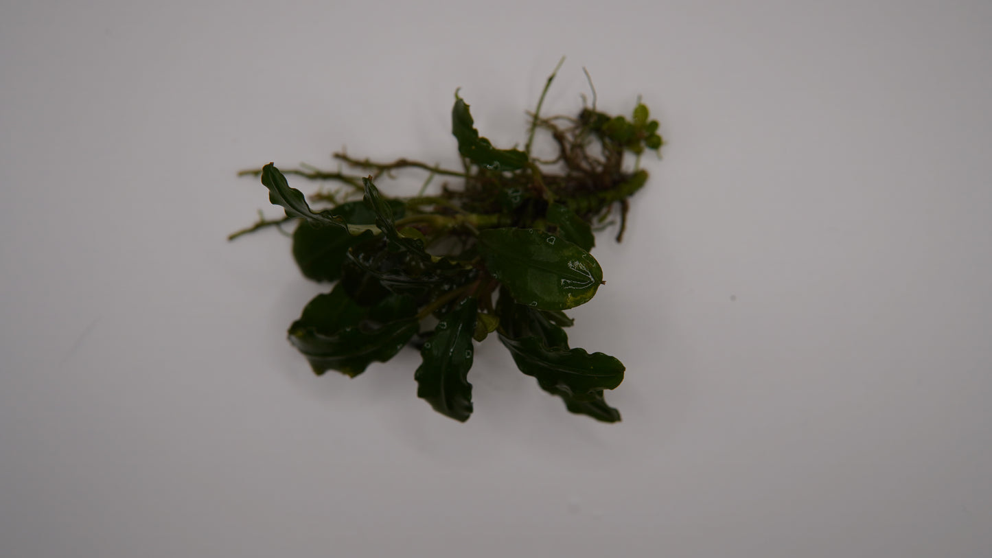 Bucephalandra sp. Godzilla rhizome