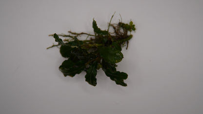 Bucephalandra sp. Godzilla rhizome
