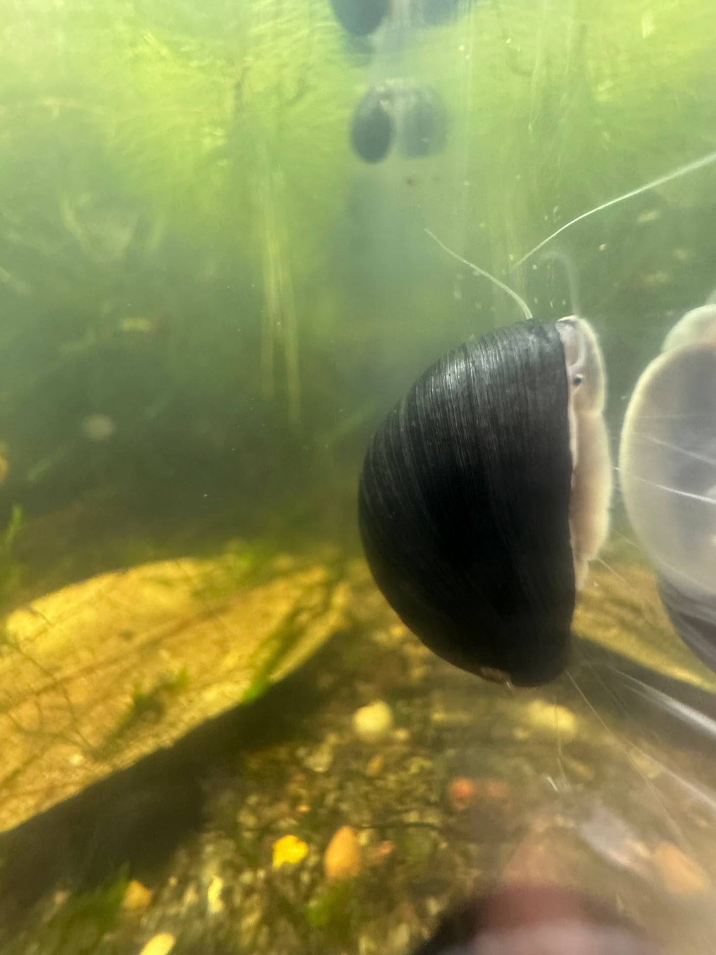 Black Military Helmet Snails (Neritina Pulligera)