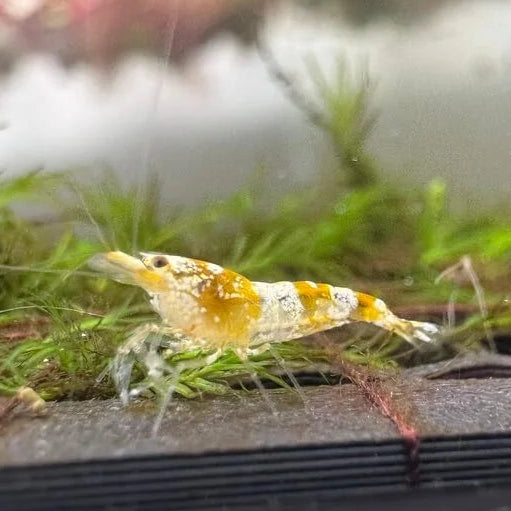 Crystal yellow pure on ledge