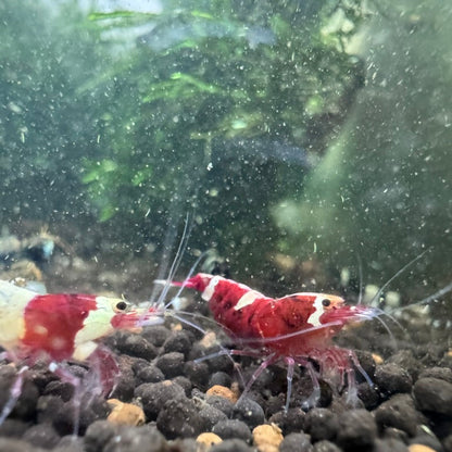 10+1 Taiwan Bee Random Pattern Mix (King Kong Shrimp)