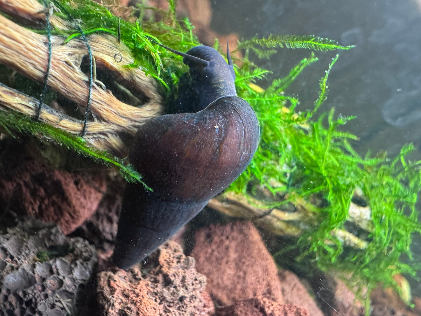 Dwarf Black Rabbit Snail (Tylomelania sp.)