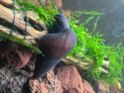 Dwarf Black Rabbit Snail (Tylomelania sp.)