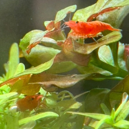 Blood Orange neocaridina shrimp