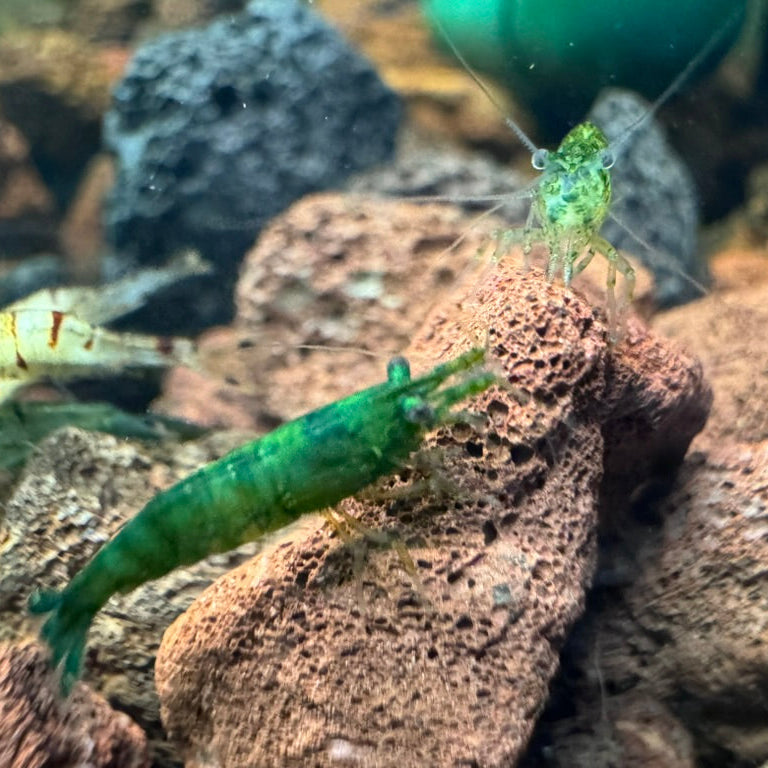 Green Jelly Neocaridina Shrimp