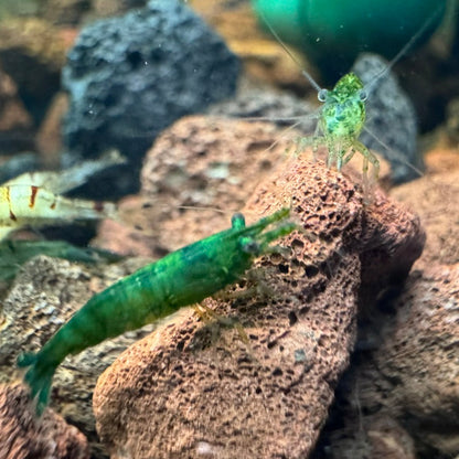 Green Jelly Neocaridina Shrimp
