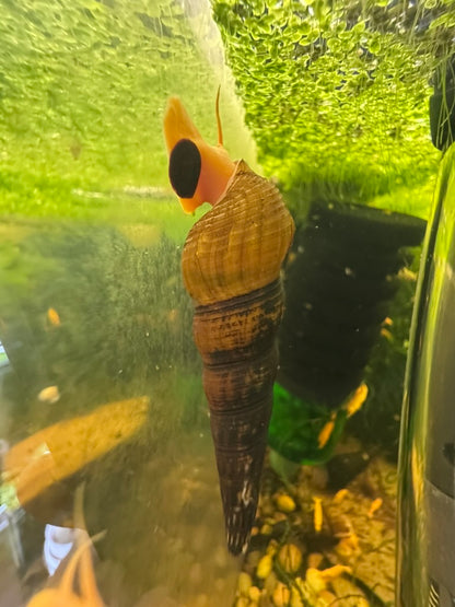 Orange Poso Rabbit Snail (Tylomelania gemmifera)